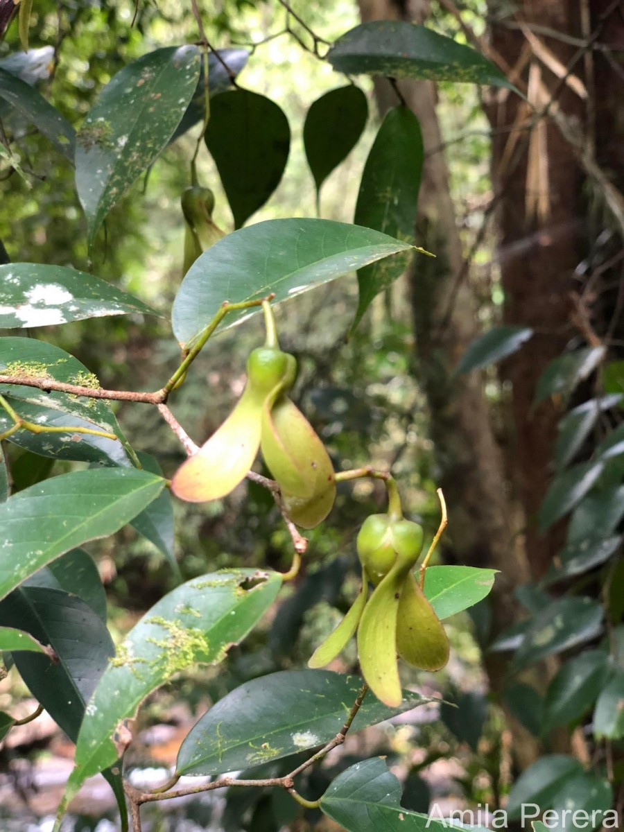 Doona ovalifolia Thwaites